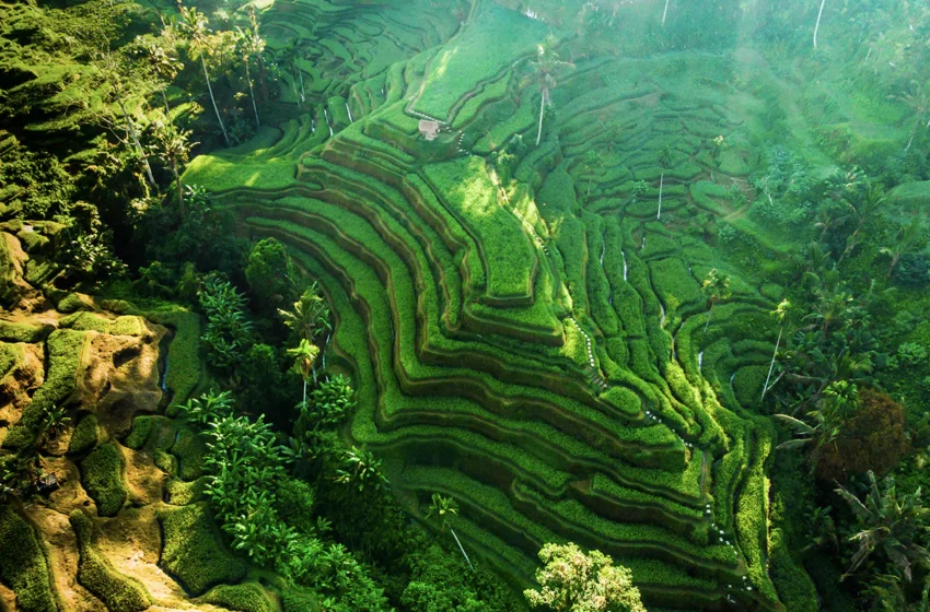  Ubud’s Rice Terraces, A Journey Through Bali’s Most Photogenic Landscapes