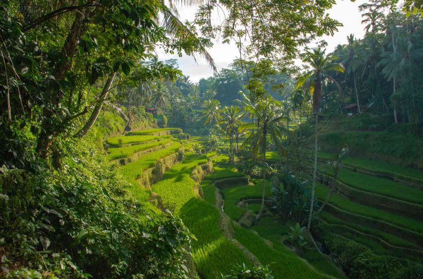  A Cultural Day in Ubud — Where Tradition, Myth, and Nature Meet